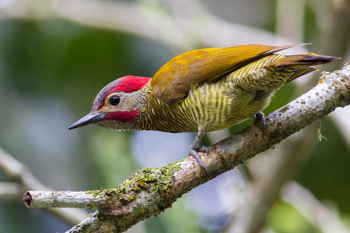 Golden-olive Woodpecker - ML635045856