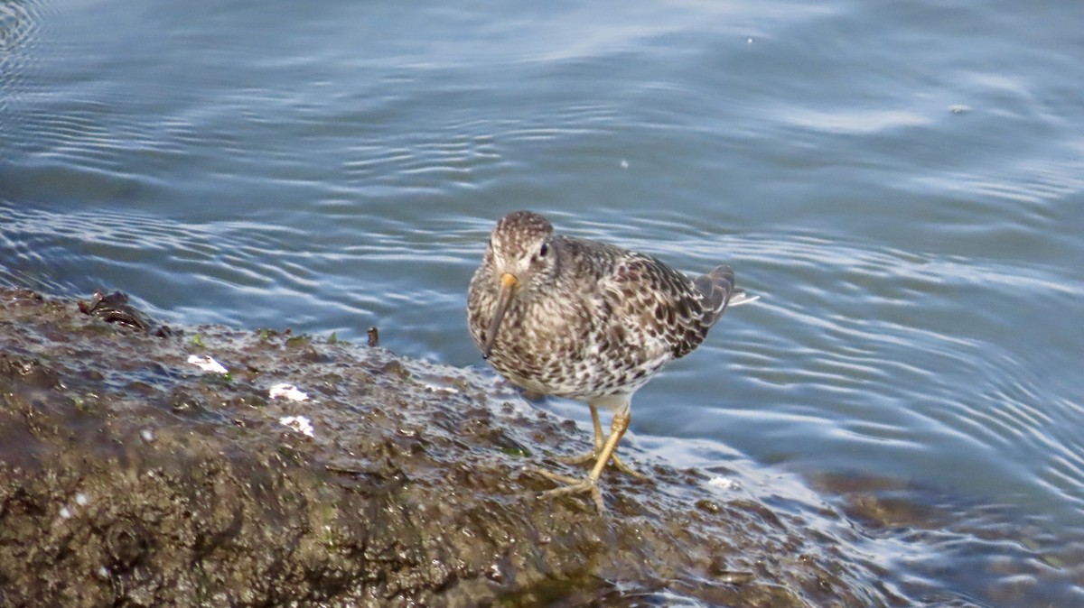 Purple Sandpiper - ML635045860