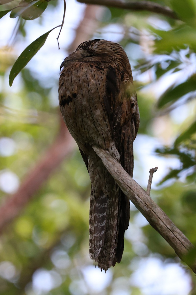 potu středoamerický (ssp. jamaicensis/abbotti) - ML635045879