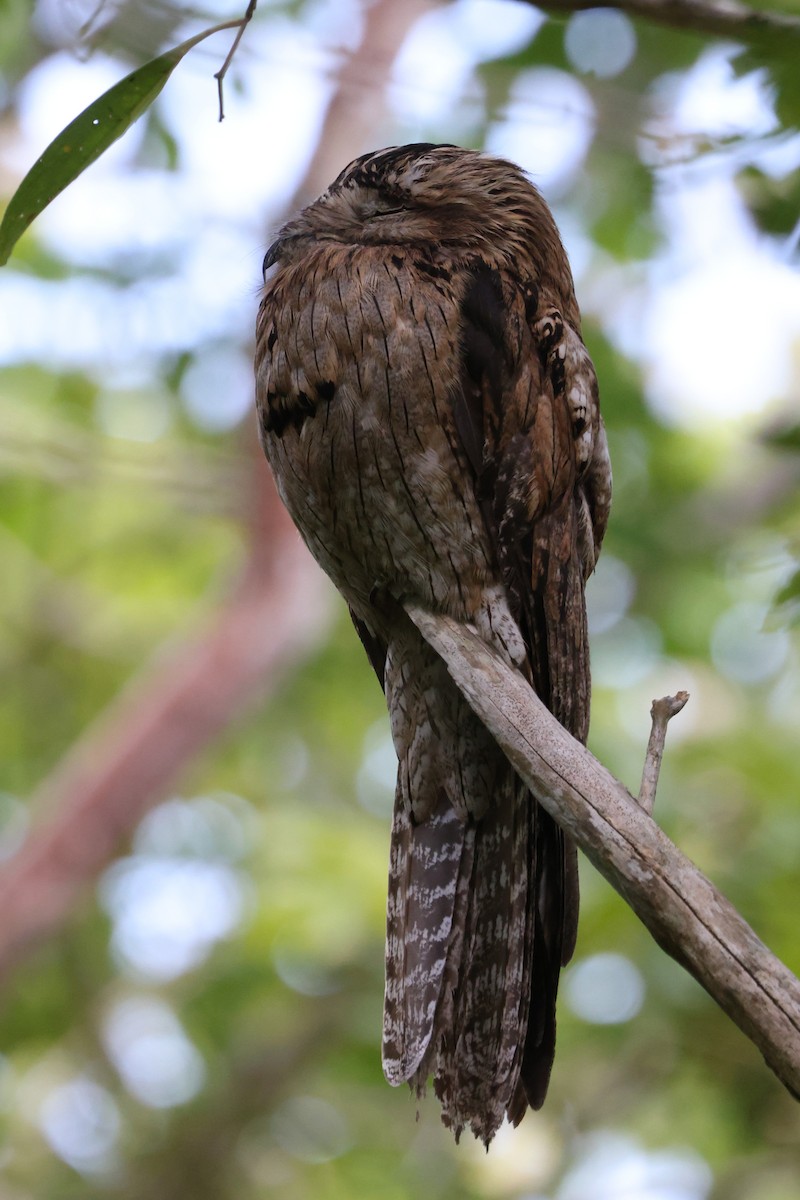 potu středoamerický (ssp. jamaicensis/abbotti) - ML635045880