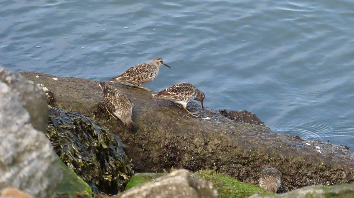 Purple Sandpiper - ML635045889