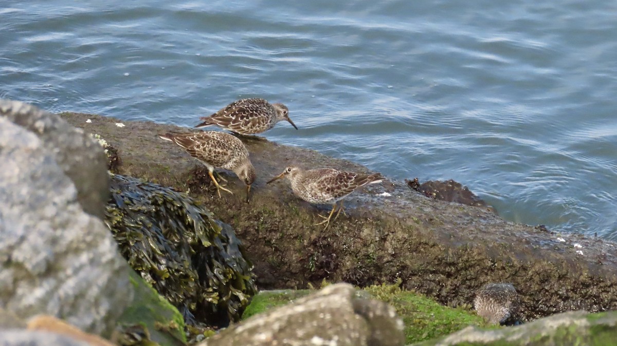 Purple Sandpiper - ML635045918