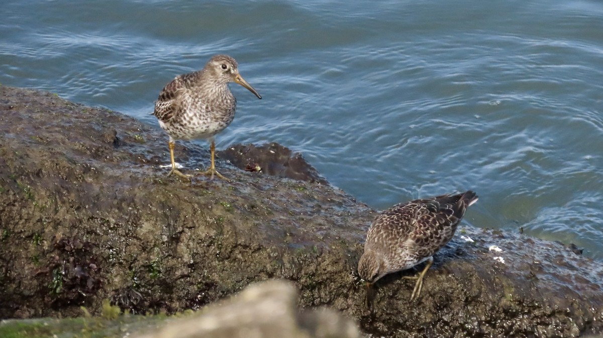Purple Sandpiper - ML635045940