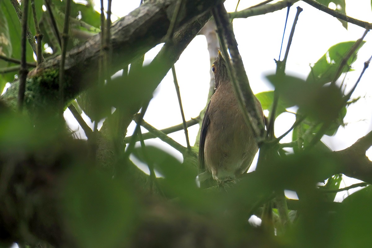 Spectacled Thrush - ML635045950