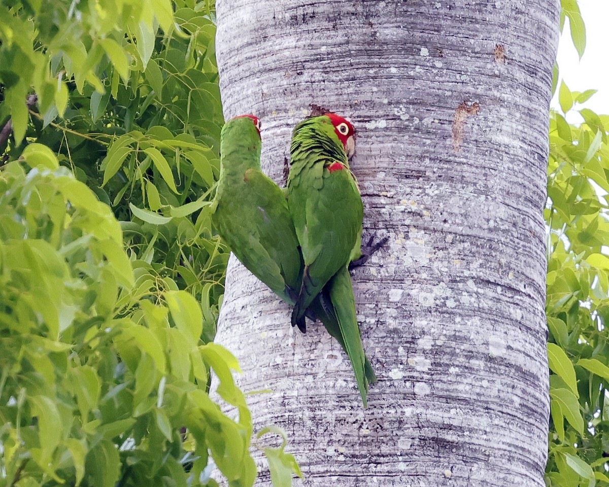 Red-masked Parakeet - ML635045951