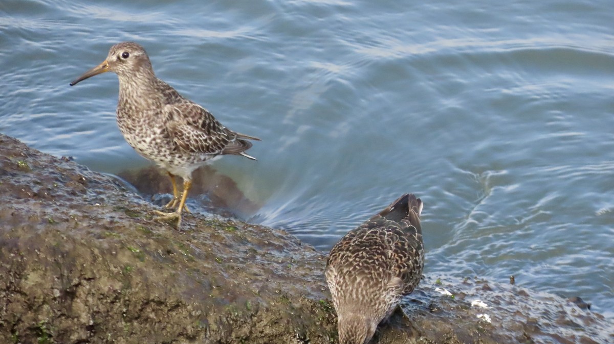 Purple Sandpiper - ML635045954