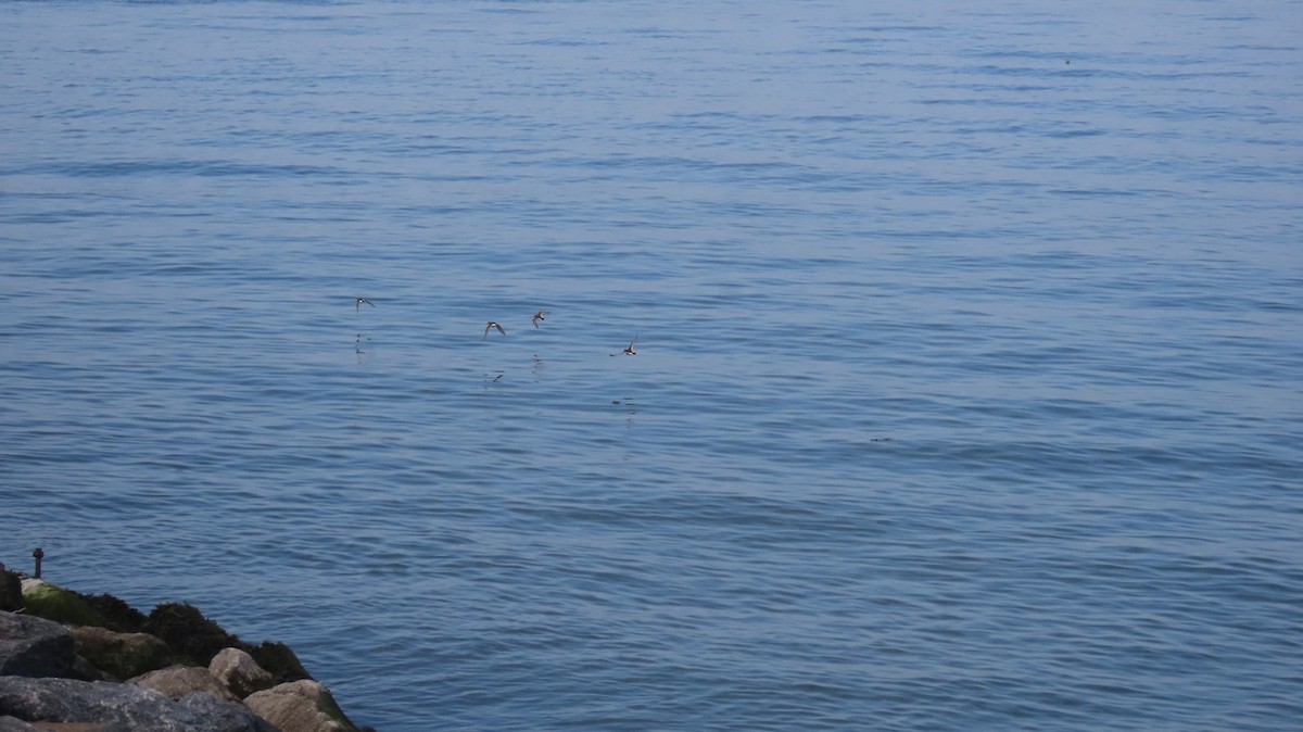 Purple Sandpiper - ML635045980