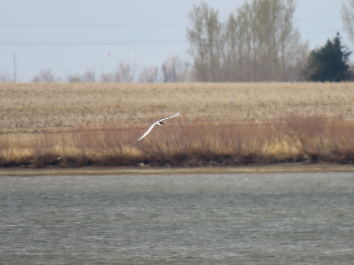 Forster's Tern - ML635045992