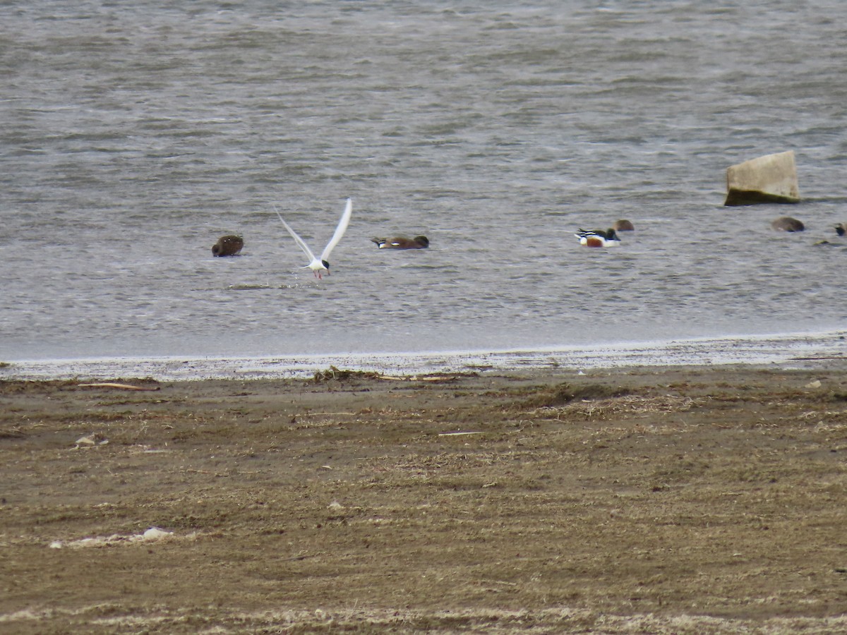 Forster's Tern - ML635045993
