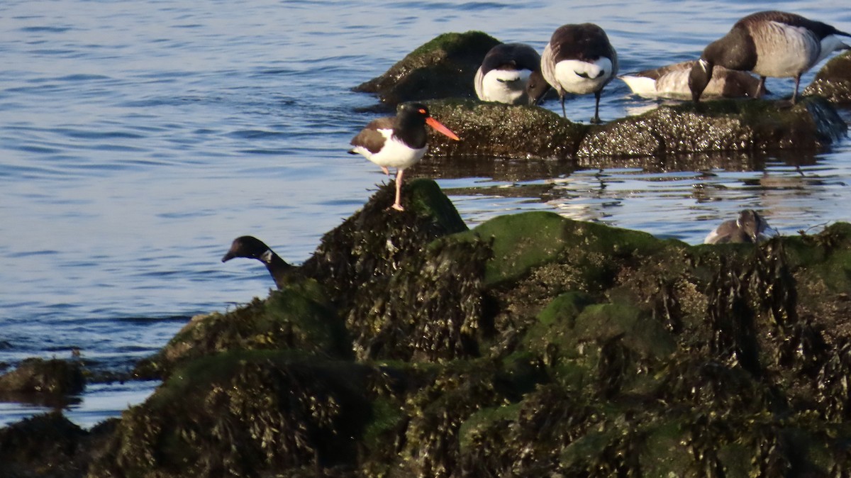 American Oystercatcher - ML635046081