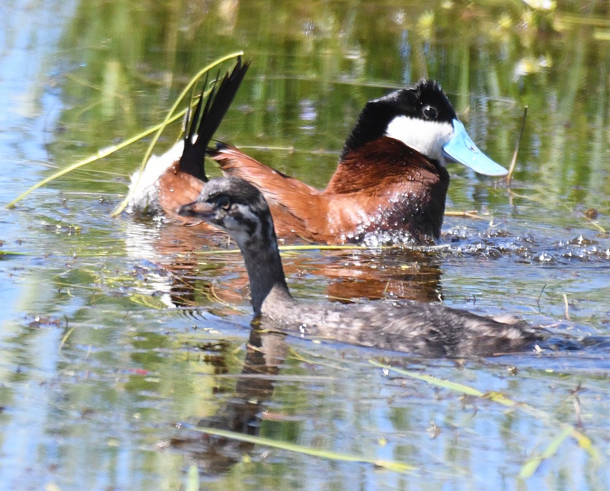 Pied-billed Grebe - ML63504611