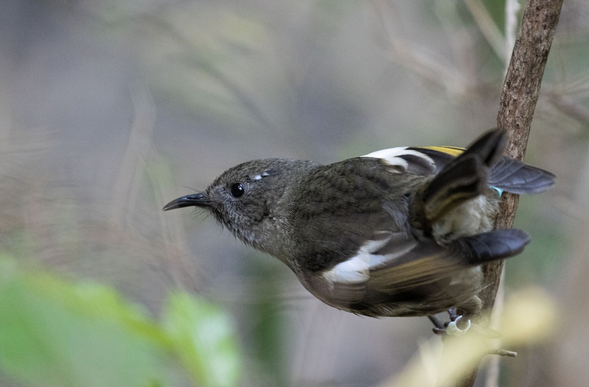 Hihi - ML635046149