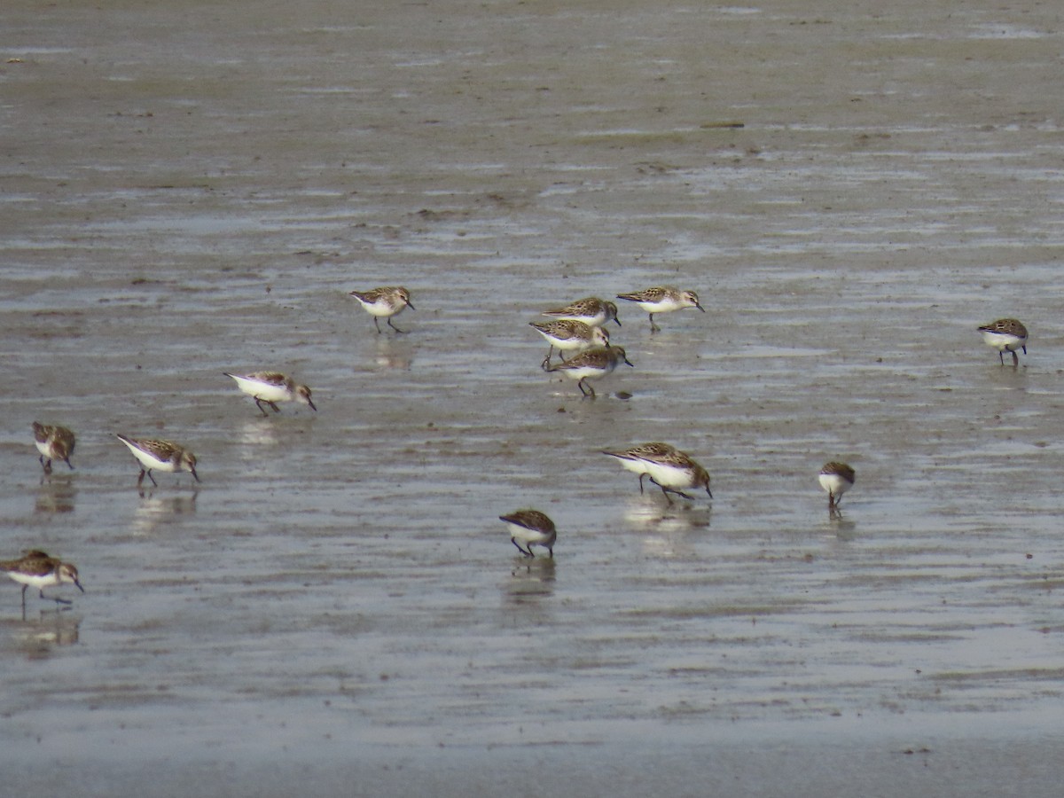 Semipalmated Sandpiper - ML635046156