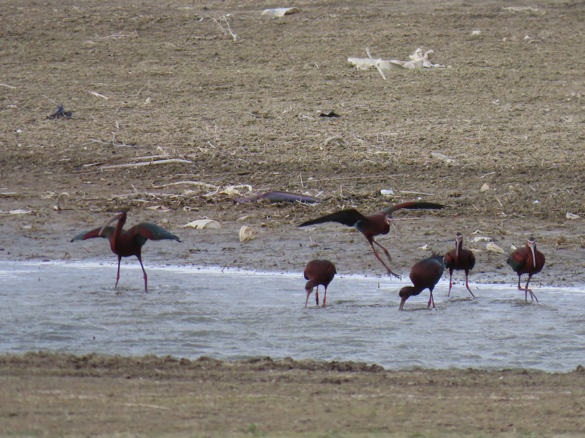 White-faced Ibis - ML635046217