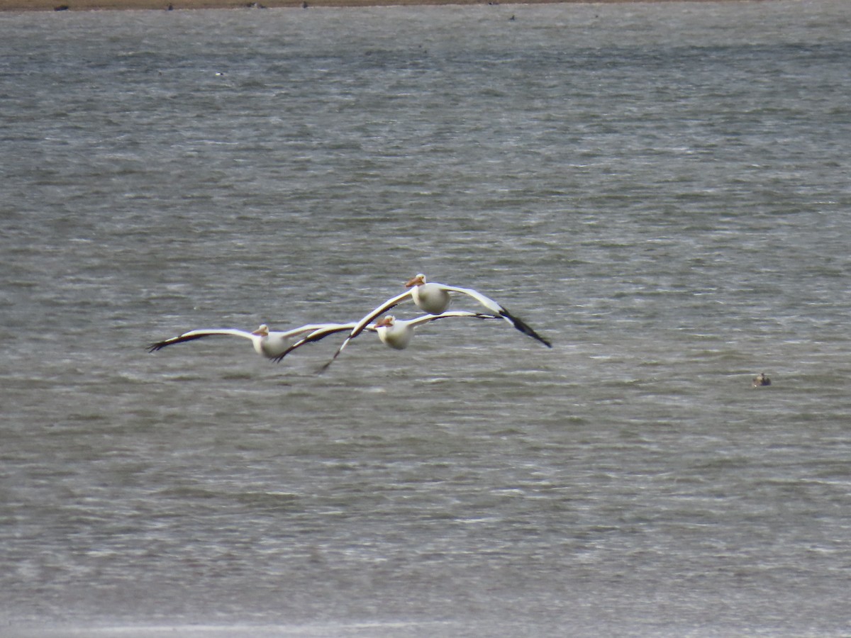 American White Pelican - ML635046243