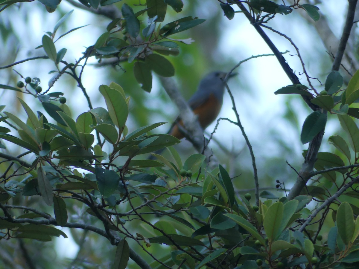 Black-faced Monarch - ML635046292