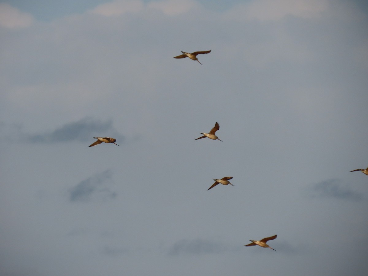 Marbled Godwit - ML635046324
