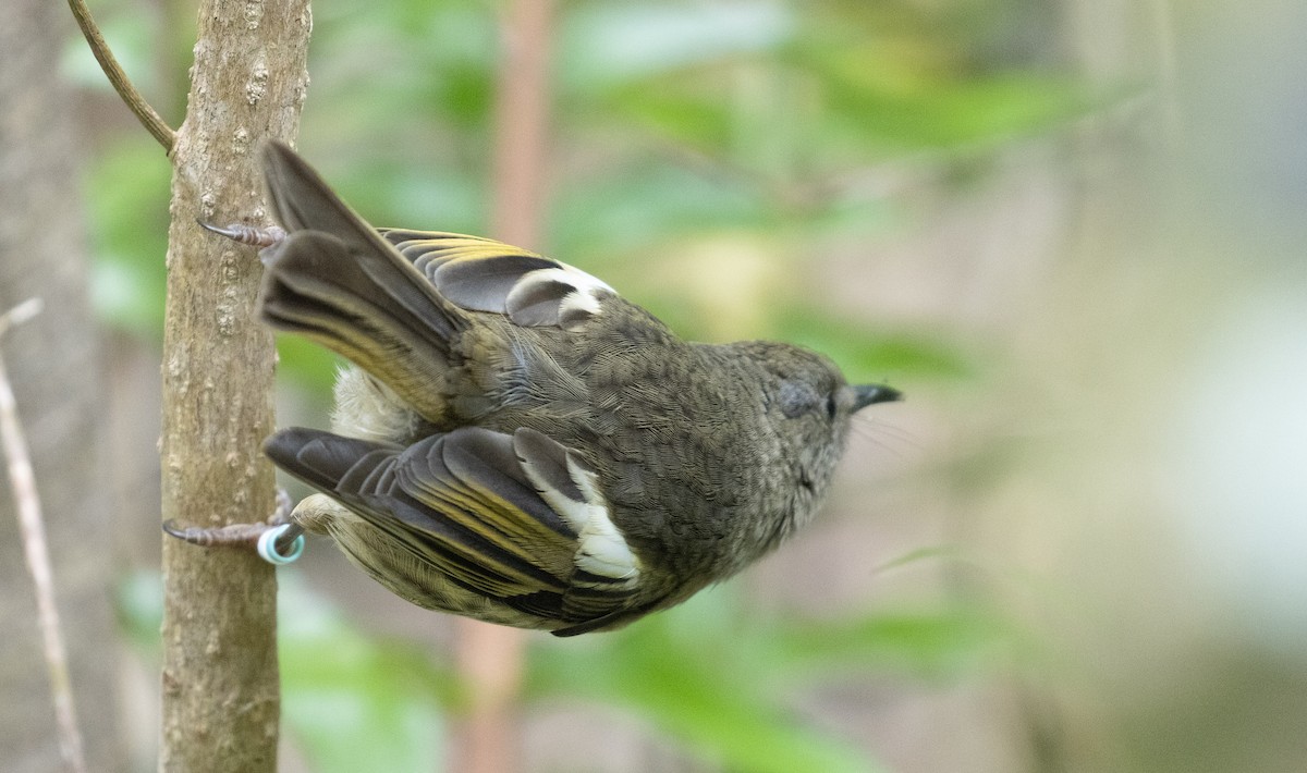 Hihi - ML635046334