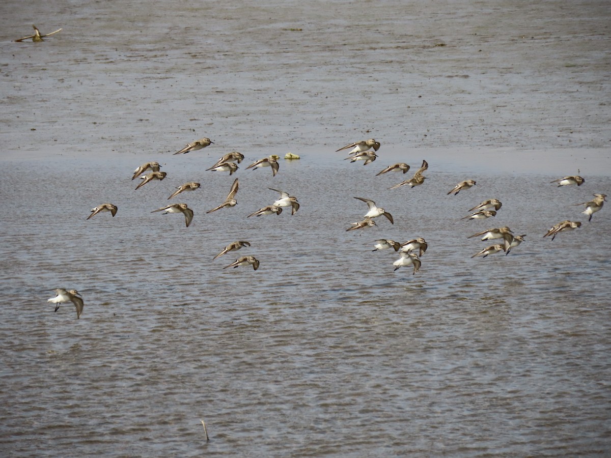 Semipalmated Sandpiper - ML635046343