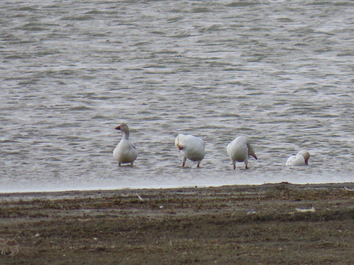 Snow Goose - ML635046383