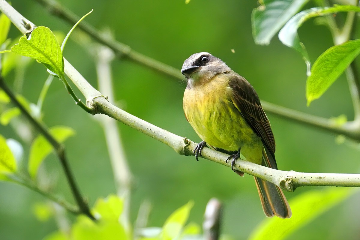 Golden-bellied Flycatcher - ML635046389