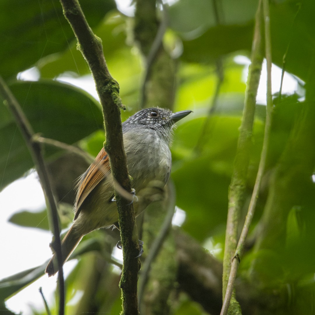 Rufous-backed Antvireo - ML635046417