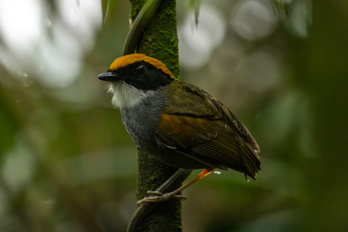 Black-cheeked Gnateater - ML635046423