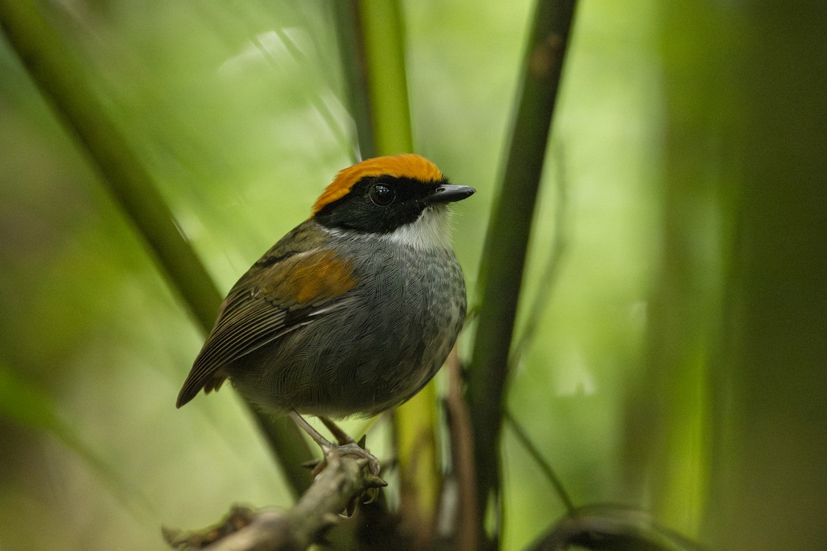 Black-cheeked Gnateater - ML635046424
