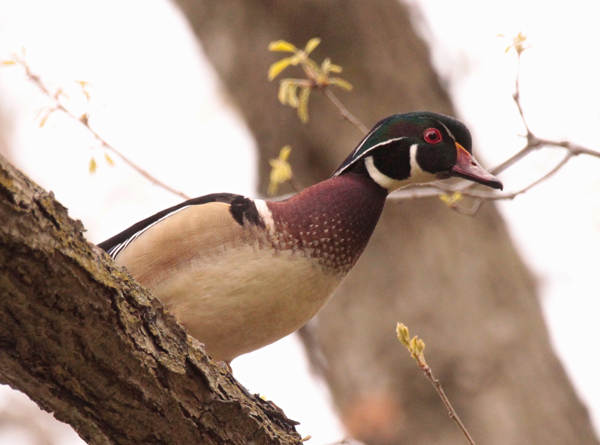 Wood Duck - ML635046457