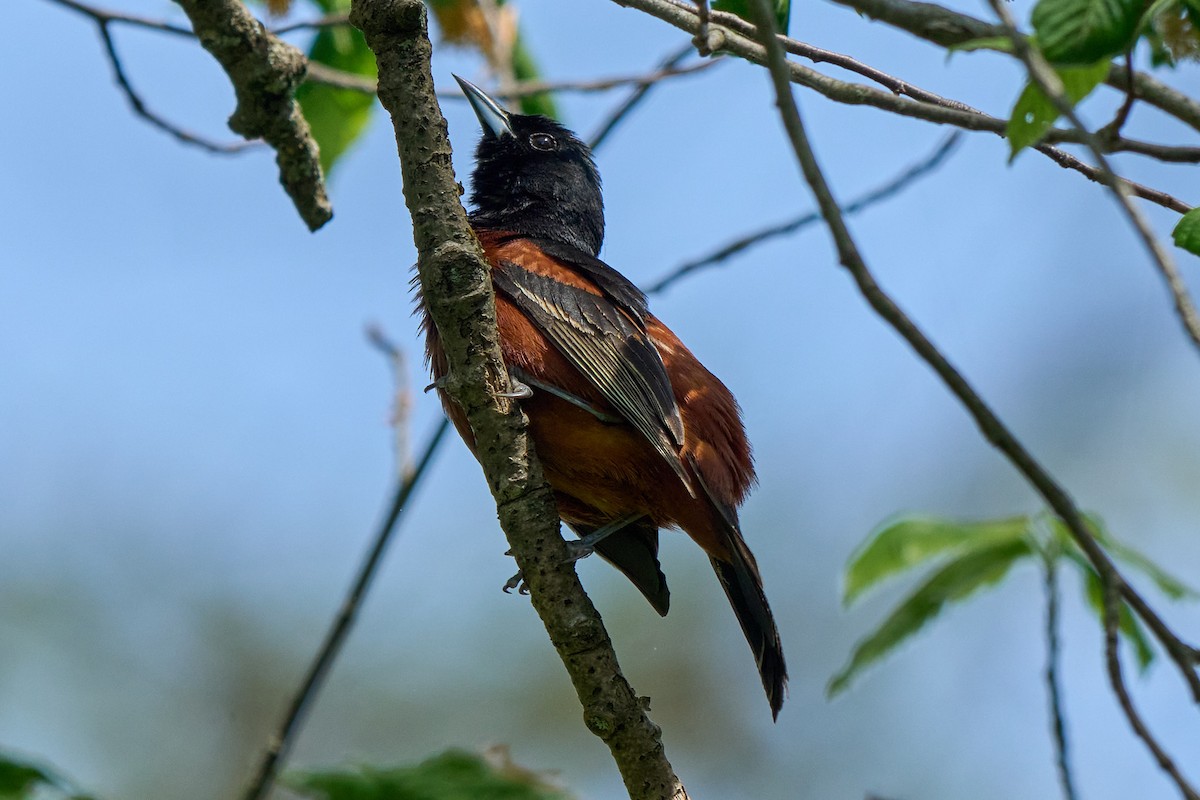 Orchard Oriole - ML635046469
