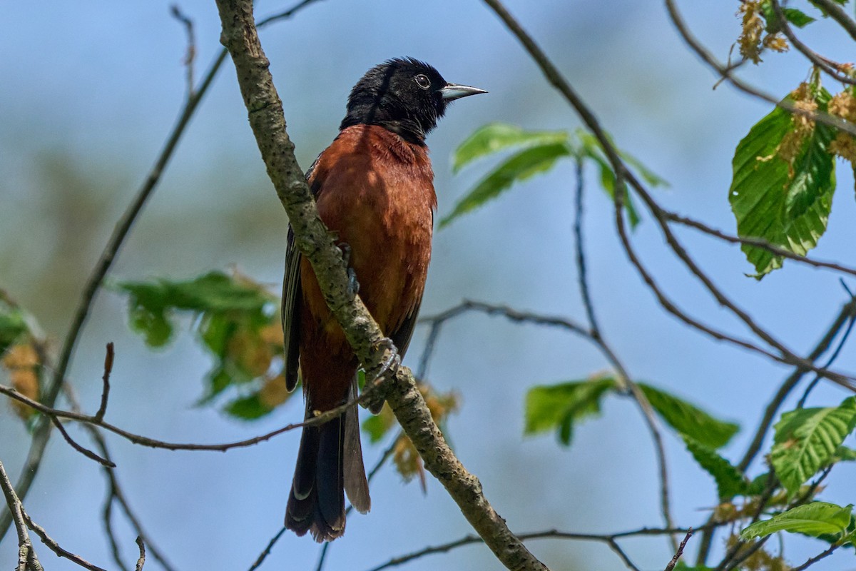 Orchard Oriole - ML635046470