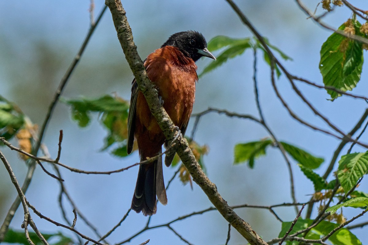 Orchard Oriole - ML635046471