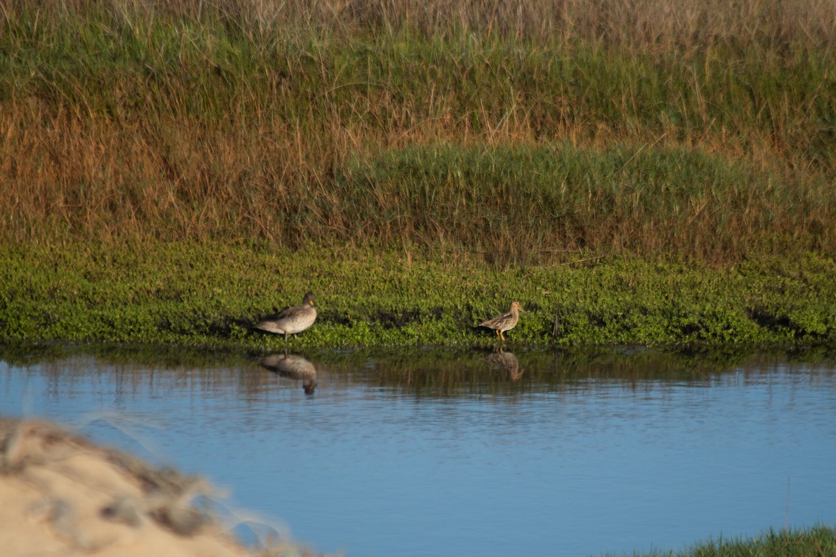 Magellanic Snipe - ML635046535