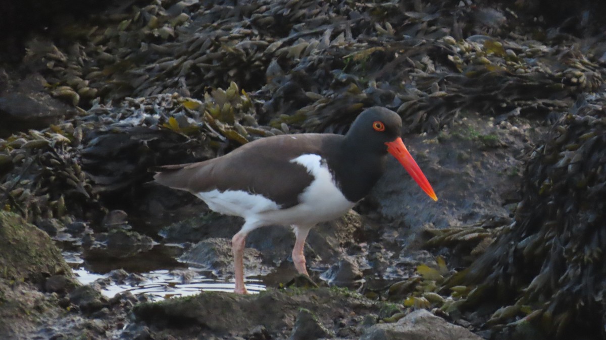 American Oystercatcher - ML635046566