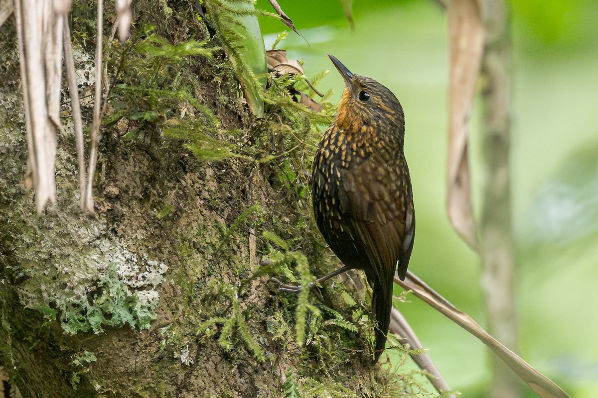 Spotted Barbtail - ML635046567