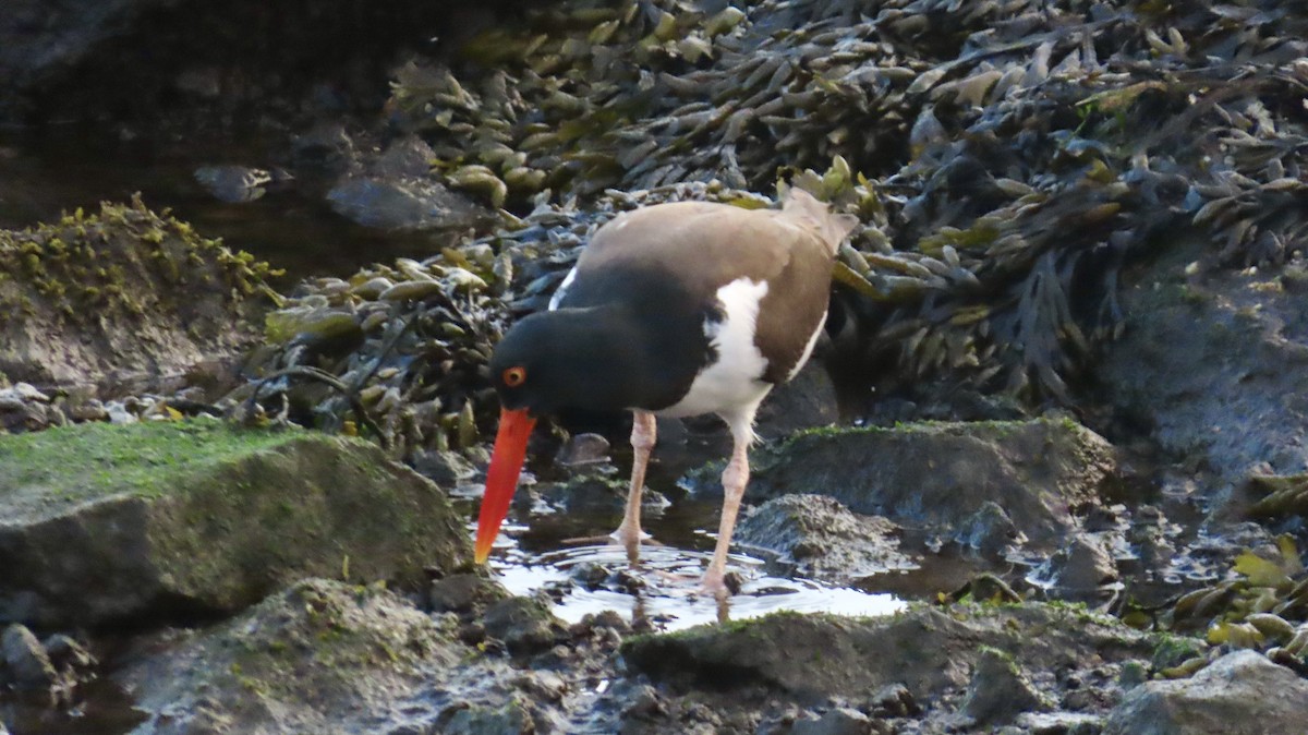 American Oystercatcher - ML635046595