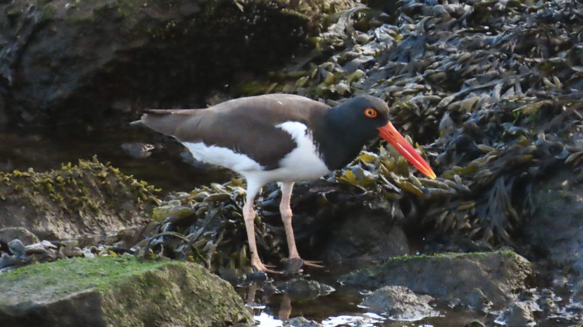 American Oystercatcher - ML635046629