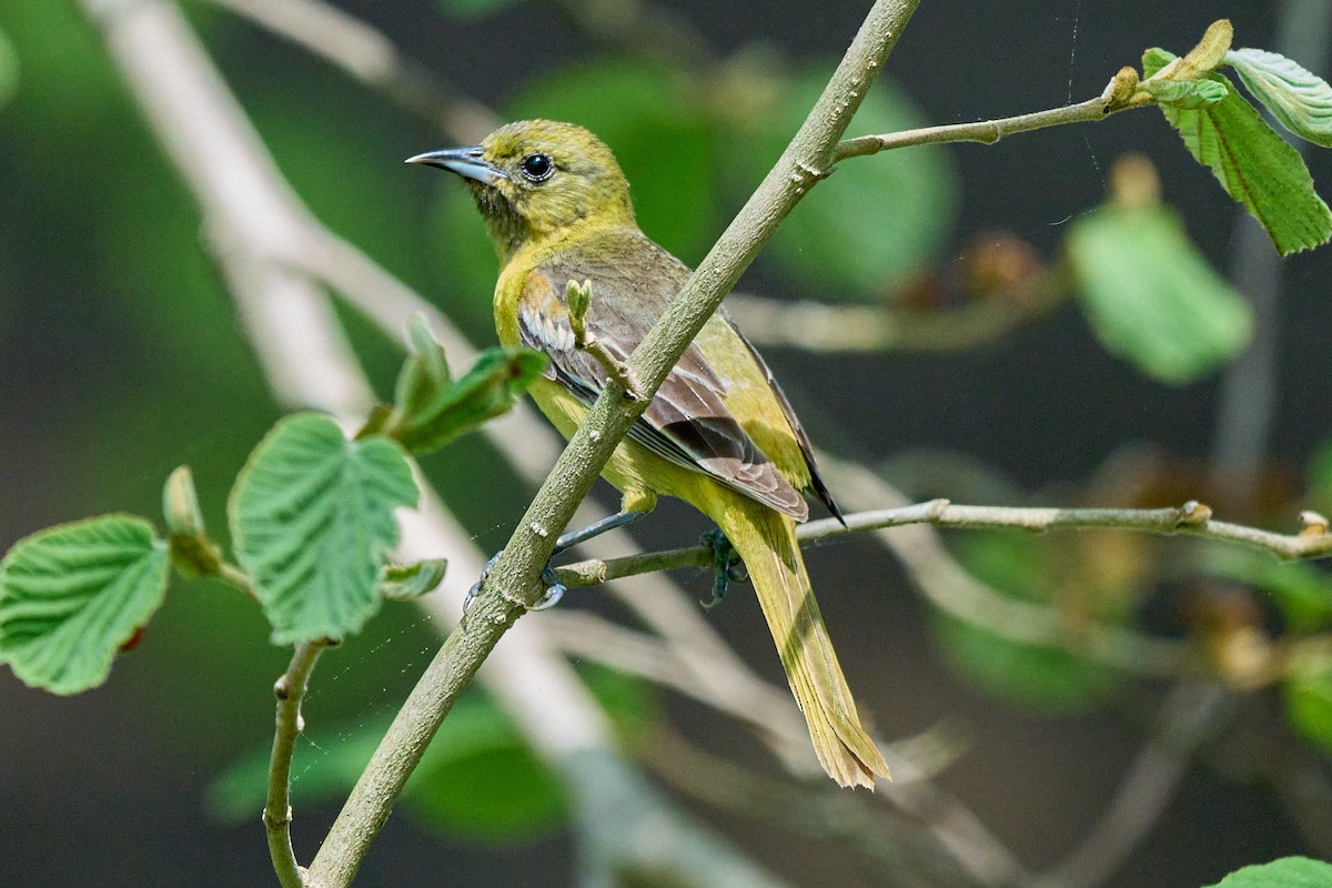 Orchard Oriole - ML635046655