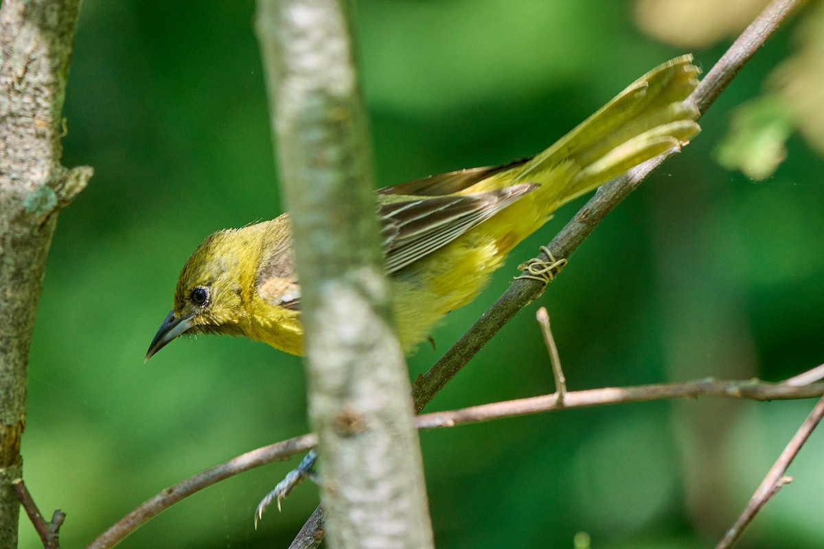 Orchard Oriole - ML635046656