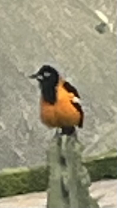 Venezuelan Troupial - ML635046665