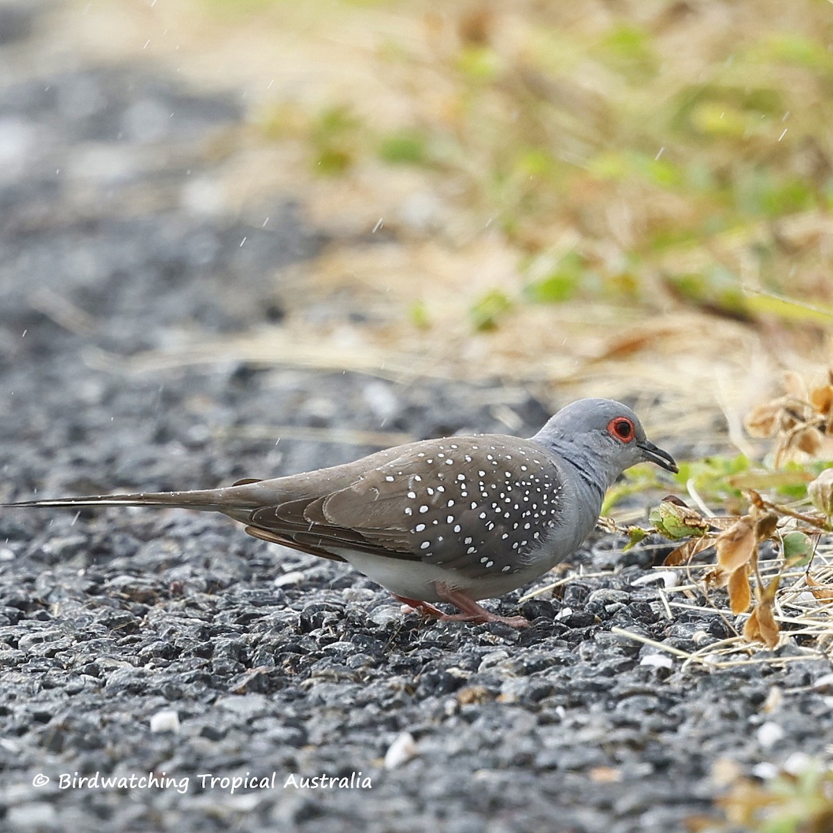 Diamond Dove - ML635046670