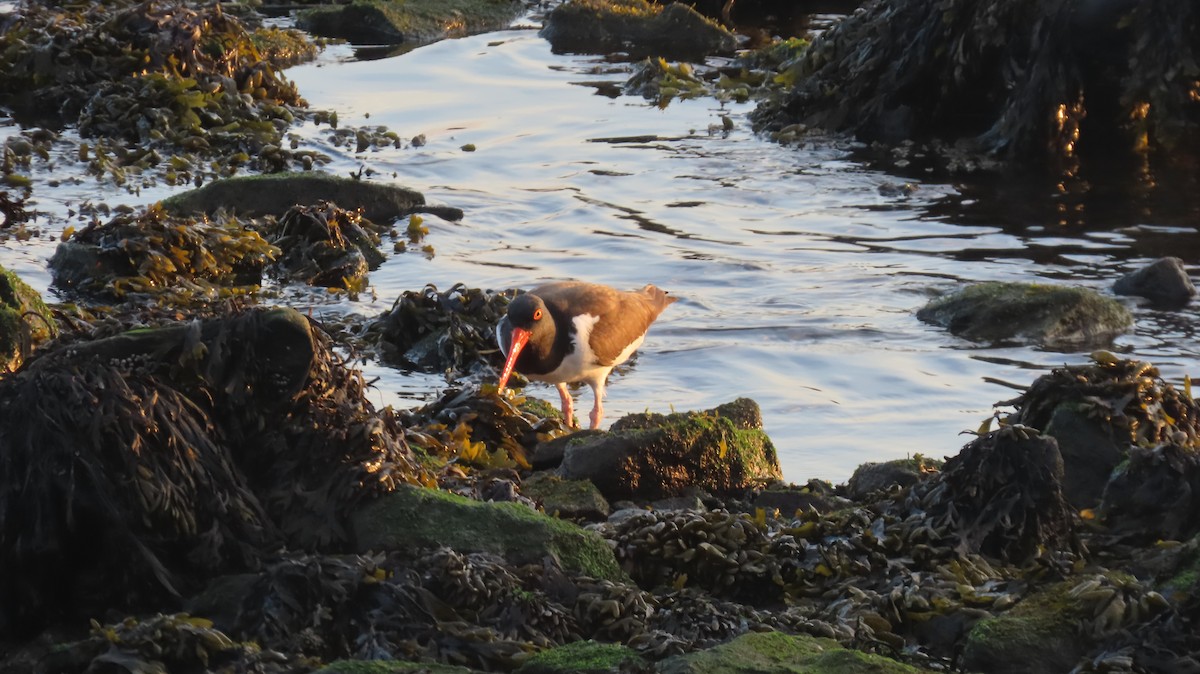 American Oystercatcher - ML635046696
