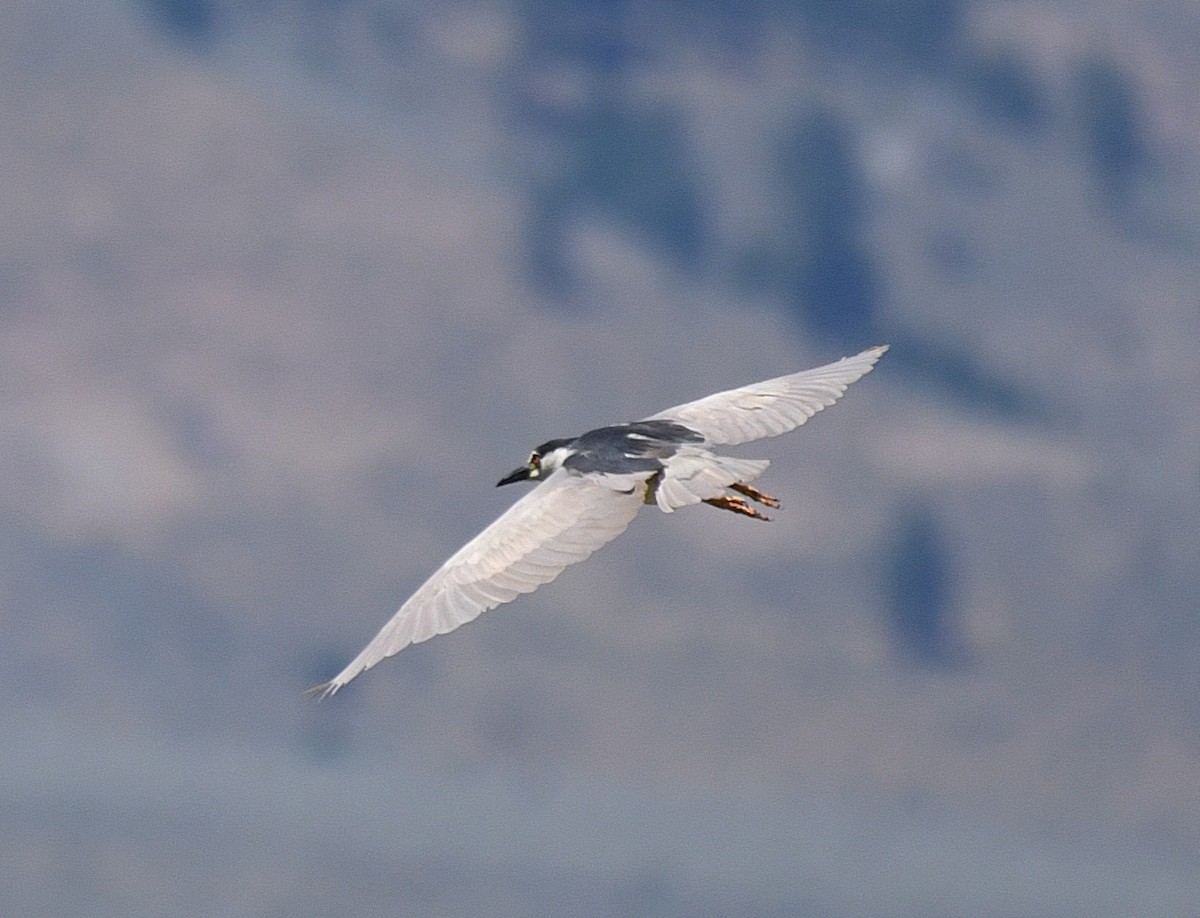 Black-crowned Night Heron - ML63504671