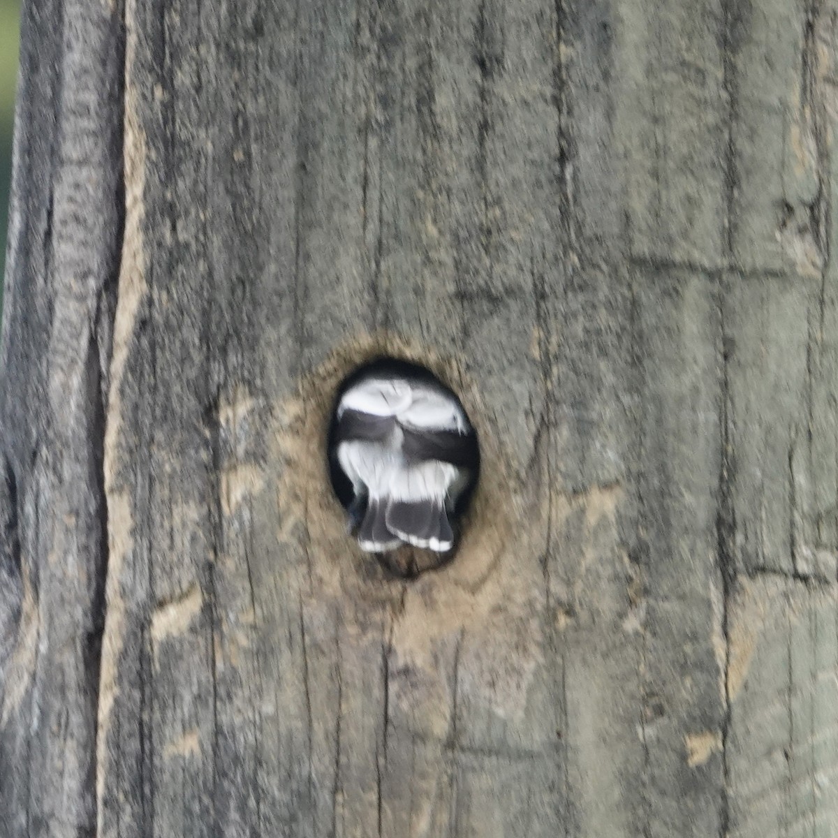 svartkronetityra - ML635046729