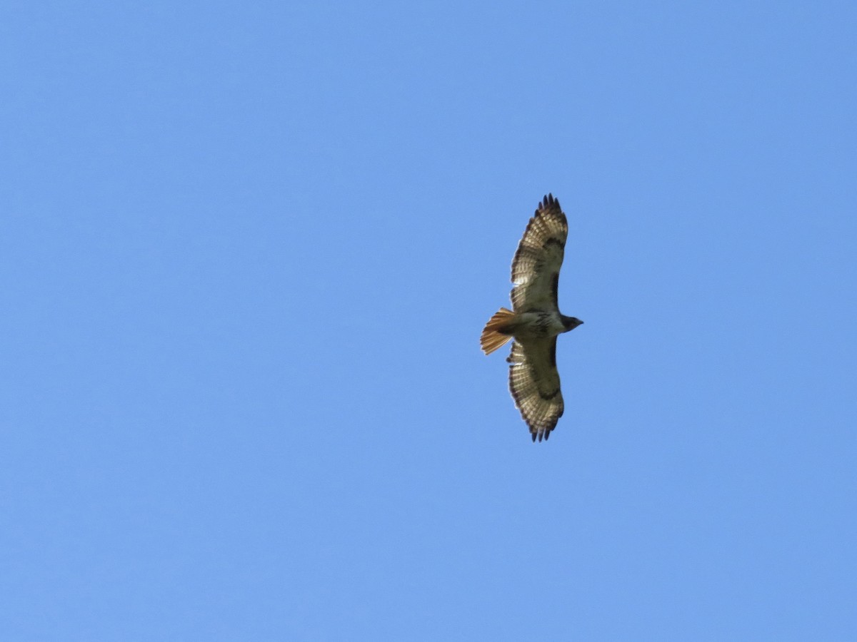 Rotschwanzbussard - ML635046945