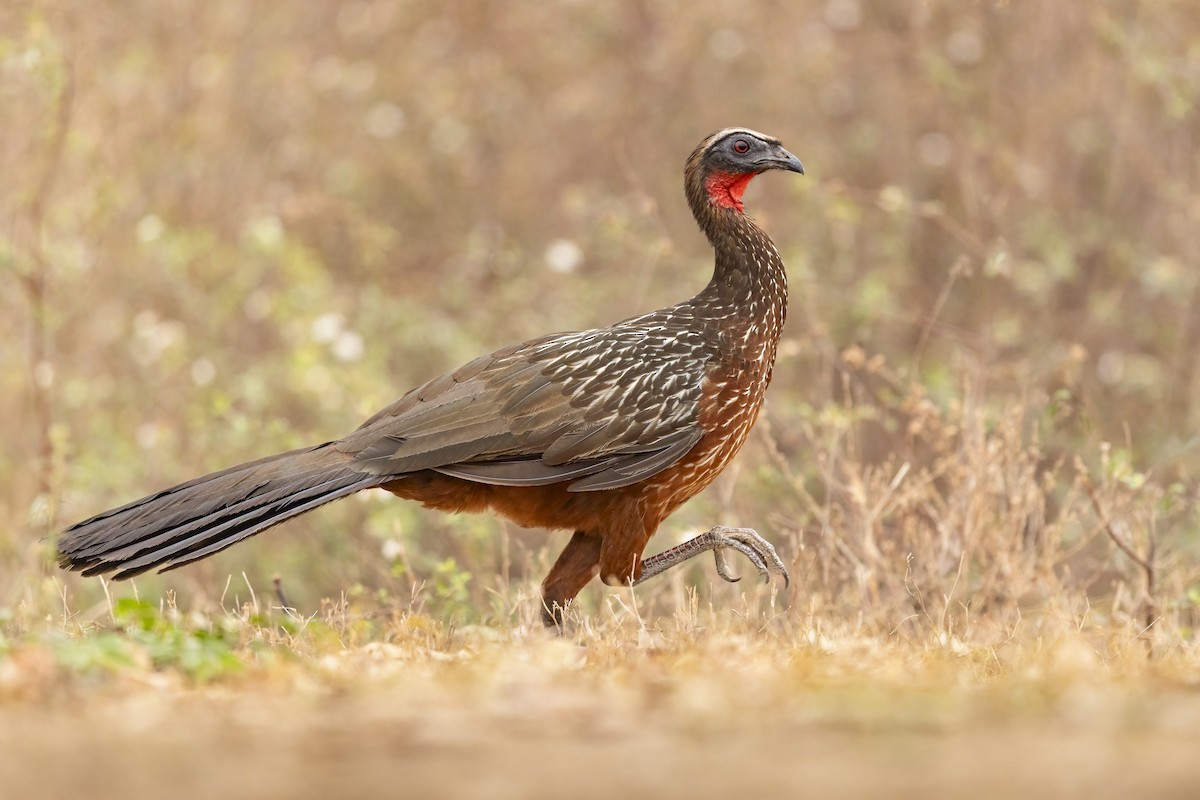 Chestnut-bellied Guan - ML635046969