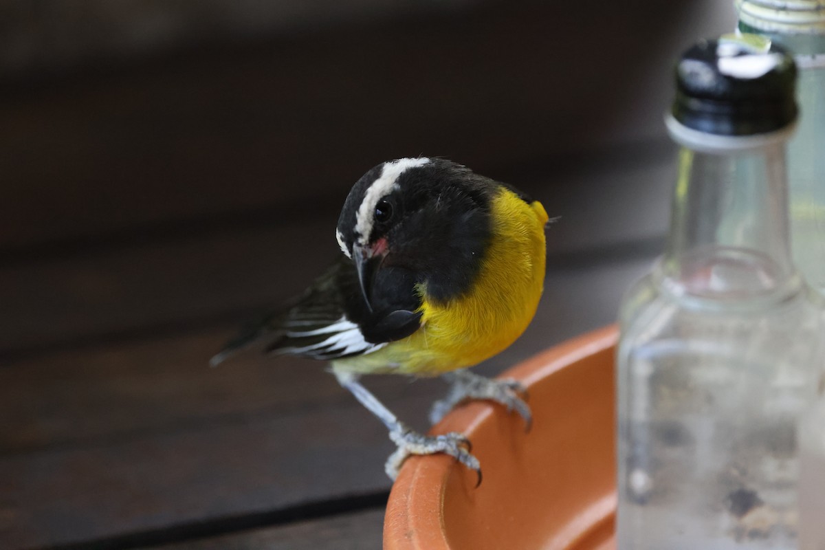 Bananaquit (Greater Antillean) - ML635047001