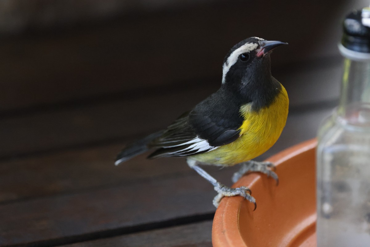 Bananaquit (Greater Antillean) - ML635047002