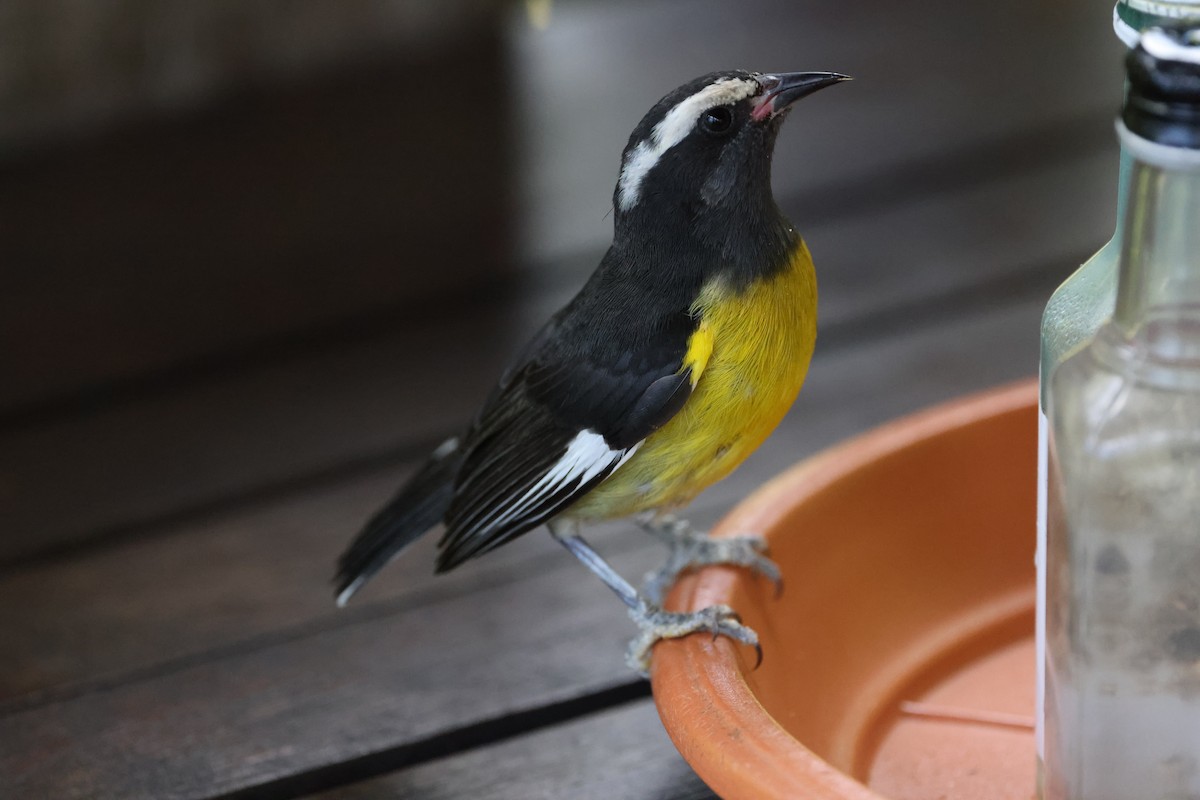 Bananaquit (Greater Antillean) - ML635047003