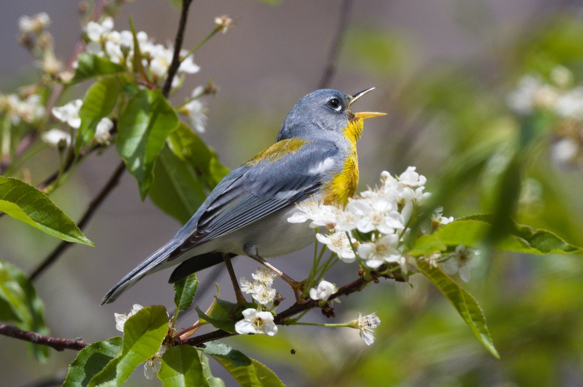 Northern Parula - ML635047196